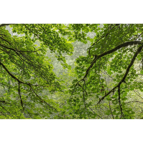 USA-Washington State-Seabeck Bigleaf maple trees in Anderson Landing County Park Black Modern Wood Framed Art Print by Jaynes Gallery