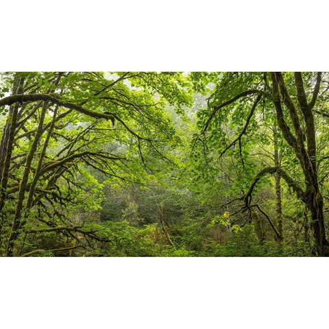 USA-Washington State-Seabeck Bigleaf maple trees in Anderson Landing County Park Black Modern Wood Framed Art Print by Jaynes Gallery
