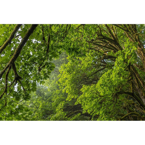 USA-Washington State-Seabeck Bigleaf maple trees in Anderson Landing County Park Black Modern Wood Framed Art Print by Jaynes Gallery