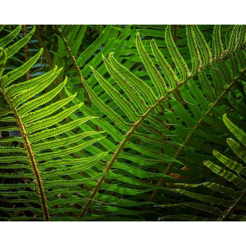 USA-Washington State-Seabeck Sunlit sword ferns in Anderson Landing County Park Gold Ornate Wood Framed Art Print with Double Matting by Jaynes Gallery