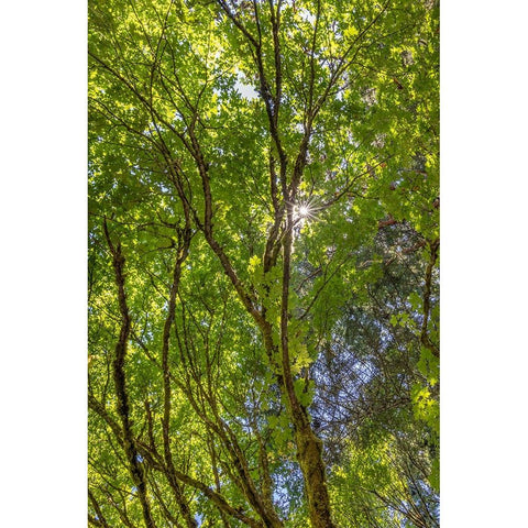 USA-Washington State-Seabeck Bigleaf maple trees in Anderson Landing County Park Black Modern Wood Framed Art Print by Jaynes Gallery