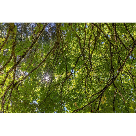 USA-Washington State-Seabeck Bigleaf maple trees in Anderson Landing County Park Black Modern Wood Framed Art Print by Jaynes Gallery