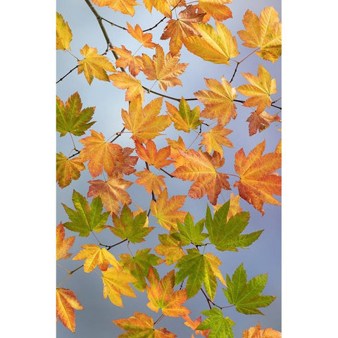 USA-Washington State-Seabeck Vine maple branch in autumn Black Modern Wood Framed Art Print with Double Matting by Jaynes Gallery