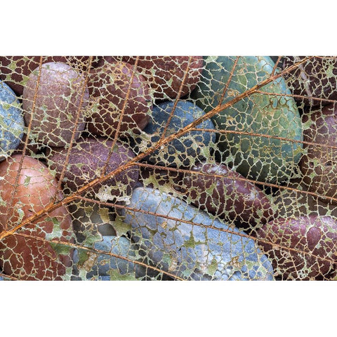 USA-Washington State-Seabeck Skeletonized leaf on beach rocks Black Modern Wood Framed Art Print by Jaynes Gallery