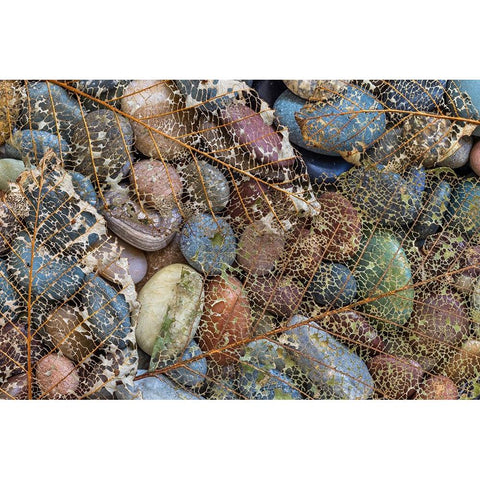 USA-Washington State-Seabeck Skeletonized leaf on beach rocks Black Modern Wood Framed Art Print by Jaynes Gallery