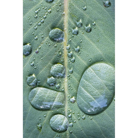 USA-Washington State-Seabeck Raindrops on madrone tree leaf Black Modern Wood Framed Art Print by Jaynes Gallery