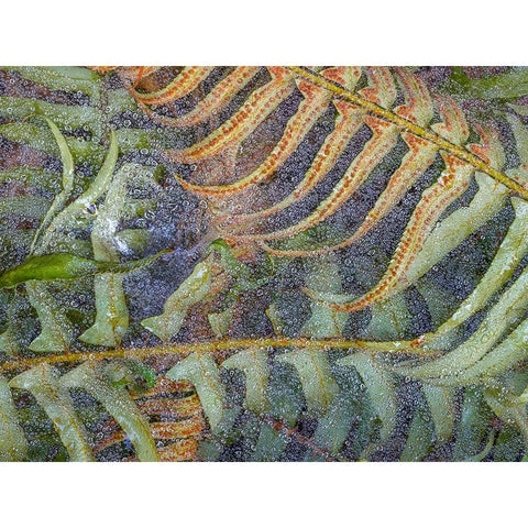 USA-Washington State-Seabeck Dew-covered spider webs over sword ferns Black Modern Wood Framed Art Print by Jaynes Gallery