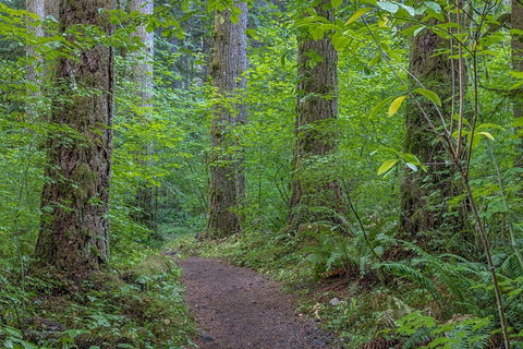 USA-Washington State-Olympic National Forest Ranger Hole Trail through forest Black Ornate Wood Framed Art Print with Double Matting by Jaynes Gallery