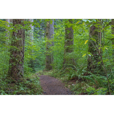 USA-Washington State-Olympic National Forest Ranger Hole Trail through forest Black Modern Wood Framed Art Print by Jaynes Gallery