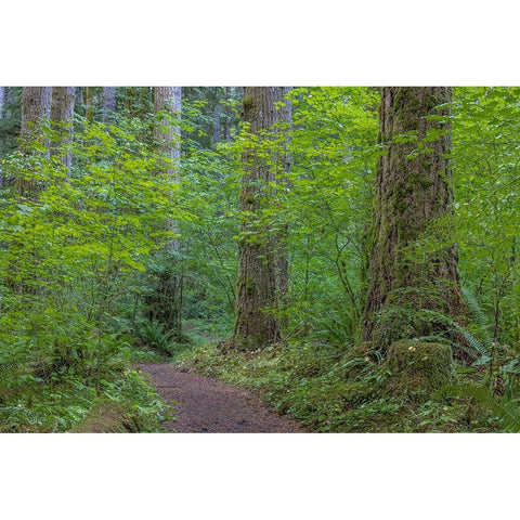 USA-Washington State-Olympic National Forest Ranger Hole Trail through forest Black Modern Wood Framed Art Print by Jaynes Gallery
