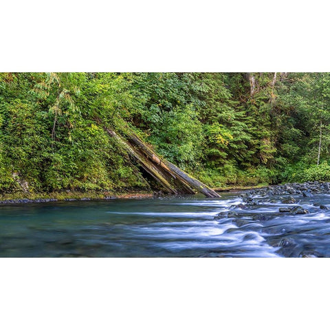 USA-Washington State-Olympic National Forest Rapids on Duckabush River White Modern Wood Framed Art Print by Jaynes Gallery
