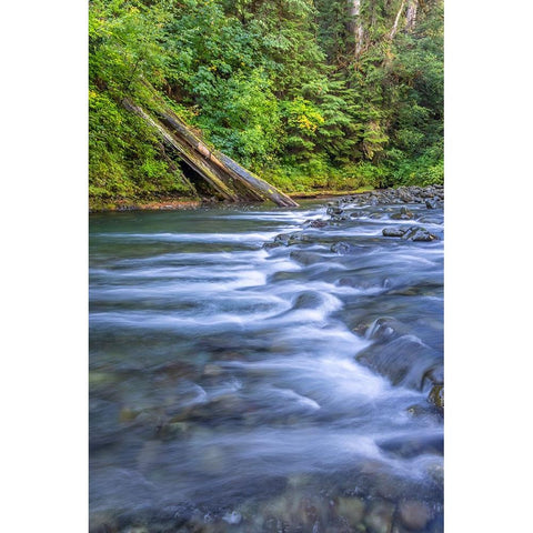 USA-Washington State-Olympic National Forest Rapids on Duckabush River White Modern Wood Framed Art Print by Jaynes Gallery