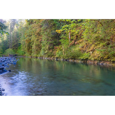 USA-Washington State-Olympic National Forest Duckabush River landscape Gold Ornate Wood Framed Art Print with Double Matting by Jaynes Gallery