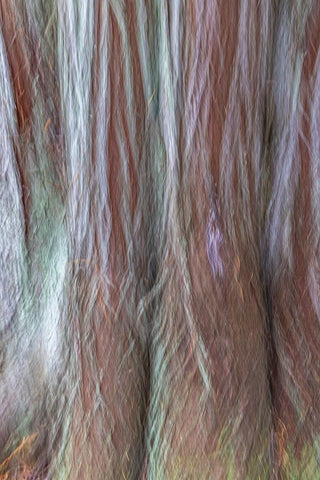 USA-Washington State-Seabeck Forest fantasy composite in Guillemot Cove Nature Preserve White Modern Wood Framed Art Print with Double Matting by Jaynes Gallery