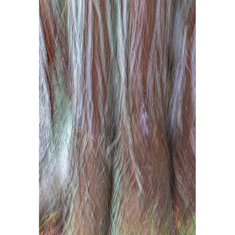 USA-Washington State-Seabeck Forest fantasy composite in Guillemot Cove Nature Preserve Black Modern Wood Framed Art Print by Jaynes Gallery