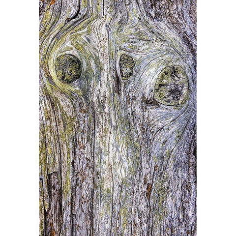 USA-Washington State-Fort Flagler State Park Weathered driftwood close-up Black Modern Wood Framed Art Print by Jaynes Gallery