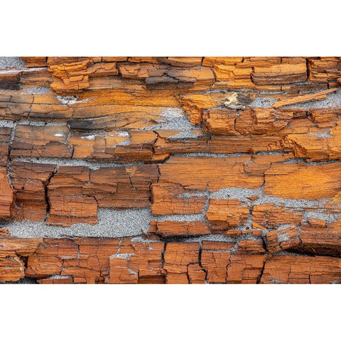USA-Washington State-Fort Flagler State Park Crumbling driftwood close-up Black Modern Wood Framed Art Print by Jaynes Gallery