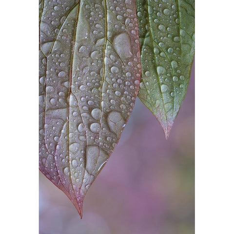 USA-Washington State-Seabeck Raindrops on peony leaves Black Modern Wood Framed Art Print with Double Matting by Jaynes Gallery