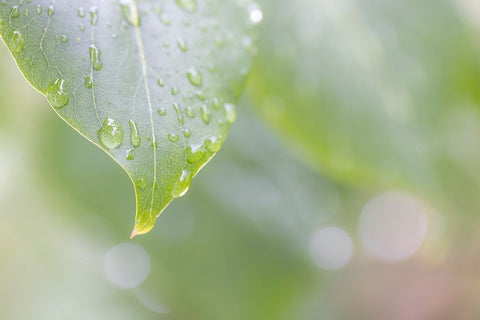 USA-Washington State-Seabeck Raindrops on lilac leaf White Modern Wood Framed Art Print with Double Matting by Jaynes Gallery