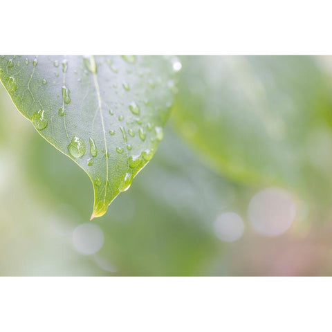 USA-Washington State-Seabeck Raindrops on lilac leaf Black Modern Wood Framed Art Print by Jaynes Gallery