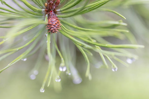 USA-Washington State-Seabeck Raindrops on pine needles White Modern Wood Framed Art Print with Double Matting by Jaynes Gallery