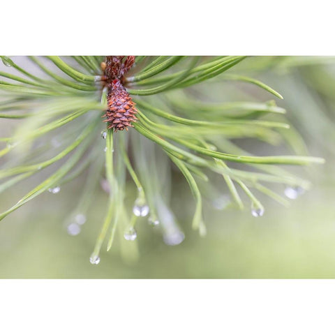 USA-Washington State-Seabeck Raindrops on pine needles Gold Ornate Wood Framed Art Print with Double Matting by Jaynes Gallery