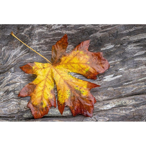 USA-Washington State-Seabeck Bigleaf maple leaf on driftwood Black Modern Wood Framed Art Print with Double Matting by Jaynes Gallery