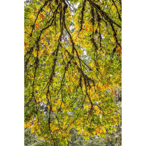 USA-Washington State-Seabeck Looking up at bigleaf maple branches Black Modern Wood Framed Art Print by Jaynes Gallery