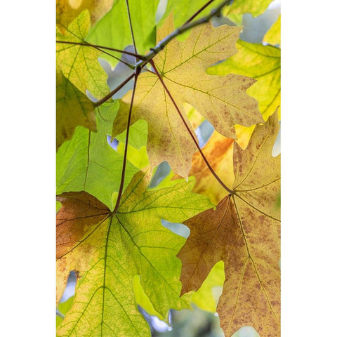 USA-Washington State-Seabeck Bigleaf maple leaves close-up in autumn Black Modern Wood Framed Art Print by Jaynes Gallery