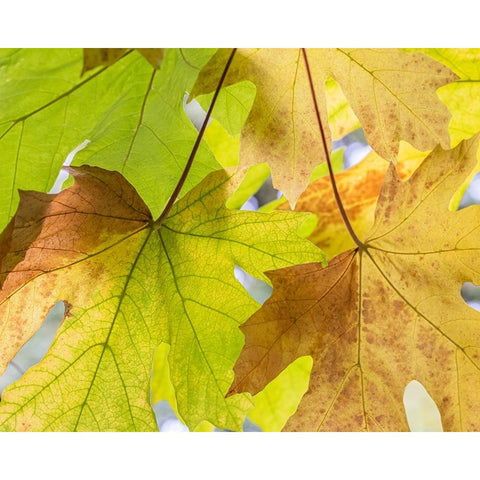 USA-Washington State-Seabeck Bigleaf maple leaves close-up in autumn Black Modern Wood Framed Art Print by Jaynes Gallery