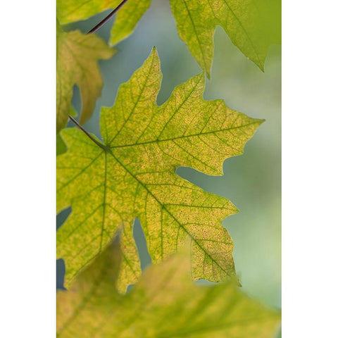 USA-Washington State-Seabeck Bigleaf maple leaves close-up in autumn Black Modern Wood Framed Art Print by Jaynes Gallery