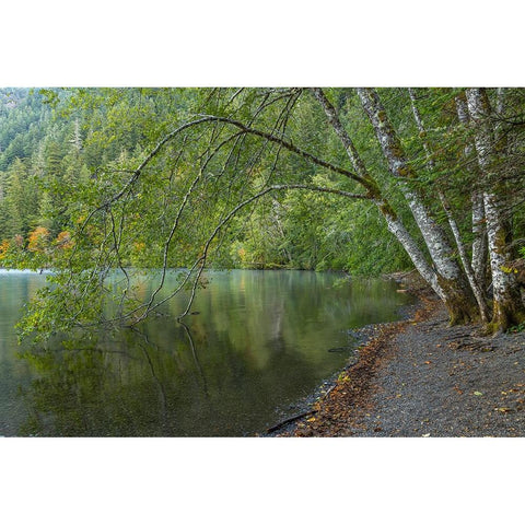 USA-Washington State-Olympic National Park Alder trees overhanging Lake Crescent shore Black Modern Wood Framed Art Print with Double Matting by Jaynes Gallery