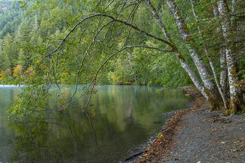 USA-Washington State-Olympic National Park Alder trees overhanging Lake Crescent shore Black Ornate Wood Framed Art Print with Double Matting by Jaynes Gallery