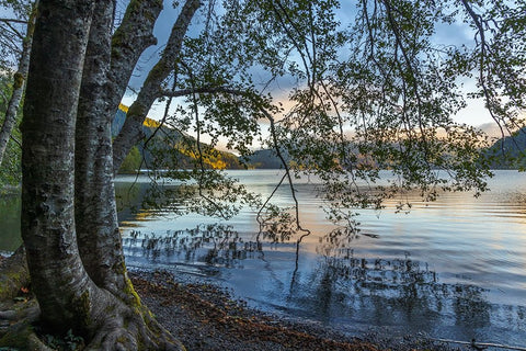 USA-Washington State-Olympic National Park Alder trees overhanging Lake Crescent shore White Modern Wood Framed Art Print with Double Matting by Jaynes Gallery