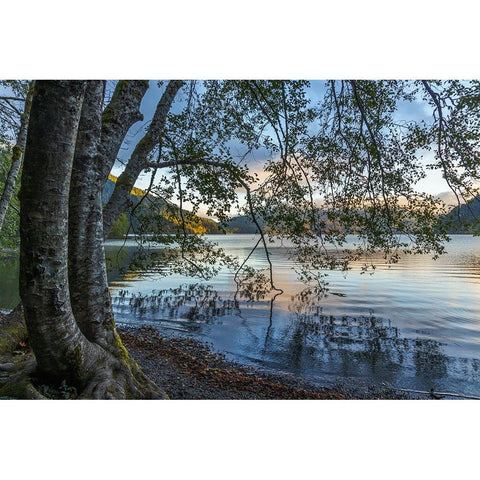 USA-Washington State-Olympic National Park Alder trees overhanging Lake Crescent shore White Modern Wood Framed Art Print by Jaynes Gallery