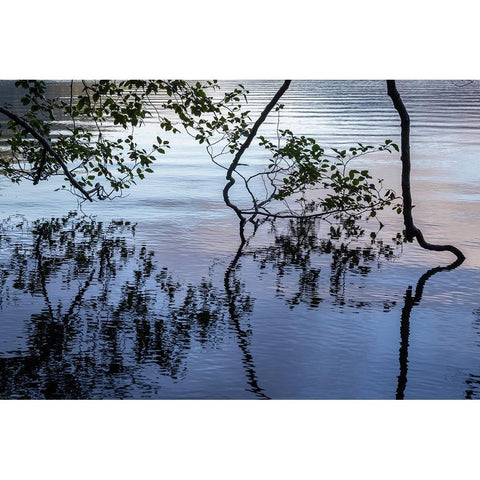 USA-Washington State-Olympic National Park Alder tree overhanging Lake Crescent shore Black Modern Wood Framed Art Print with Double Matting by Jaynes Gallery