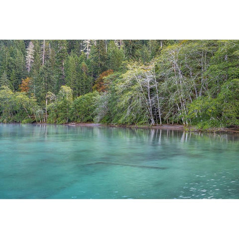 USA-Washington State-Olympic National Park Alder trees overhanging Lake Crescent shore White Modern Wood Framed Art Print by Jaynes Gallery