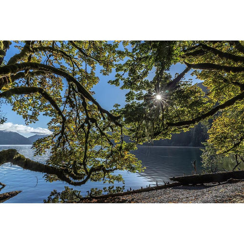 USA-Washington State-Olympic National Park Alder tree branches overhang shore of Lake Crescent Black Modern Wood Framed Art Print by Jaynes Gallery