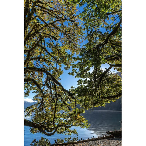 USA-Washington State-Olympic National Park Alder tree branches overhang shore of Lake Crescent Black Modern Wood Framed Art Print by Jaynes Gallery