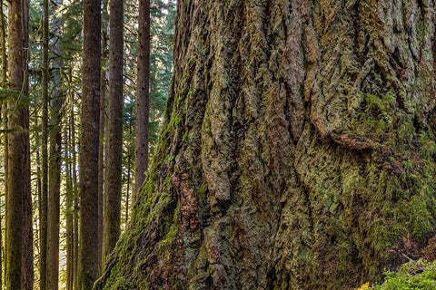 USA-Washington State-Olympic National Park Close-up of trunk of old growth Douglas fir tree White Modern Wood Framed Art Print with Double Matting by Jaynes Gallery