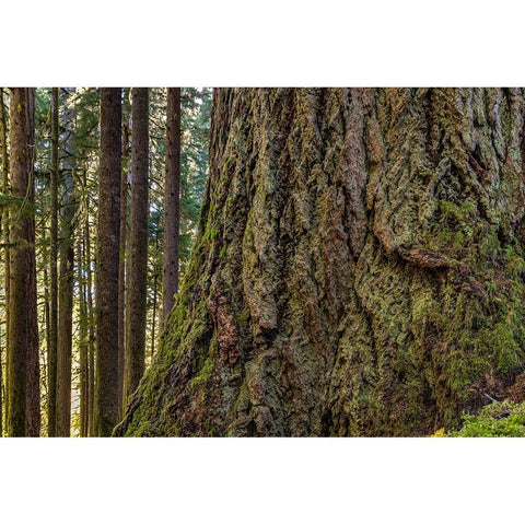 USA-Washington State-Olympic National Park Close-up of trunk of old growth Douglas fir tree Black Modern Wood Framed Art Print by Jaynes Gallery