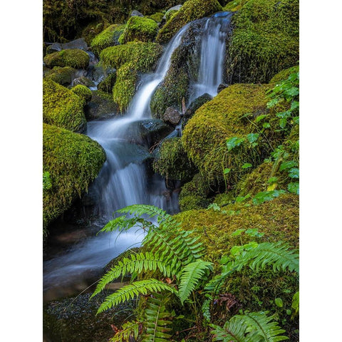 USA-Washington State-Olympic National Park Cedar Creek cascades through moss- covered boulders Black Modern Wood Framed Art Print with Double Matting by Jaynes Gallery