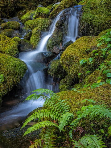 USA-Washington State-Olympic National Park Cedar Creek cascades through moss- covered boulders Black Ornate Wood Framed Art Print with Double Matting by Jaynes Gallery
