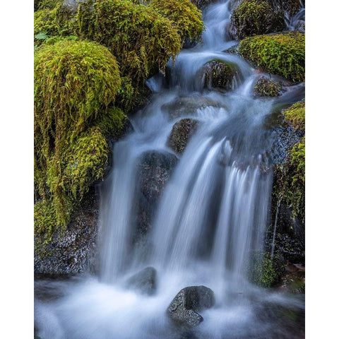 USA-Washington State-Olympic National Park Cedar Creek cascades through moss- covered boulders Black Modern Wood Framed Art Print by Jaynes Gallery