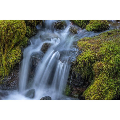 USA-Washington State-Olympic National Park Cedar Creek cascades through moss- covered boulders Black Modern Wood Framed Art Print by Jaynes Gallery