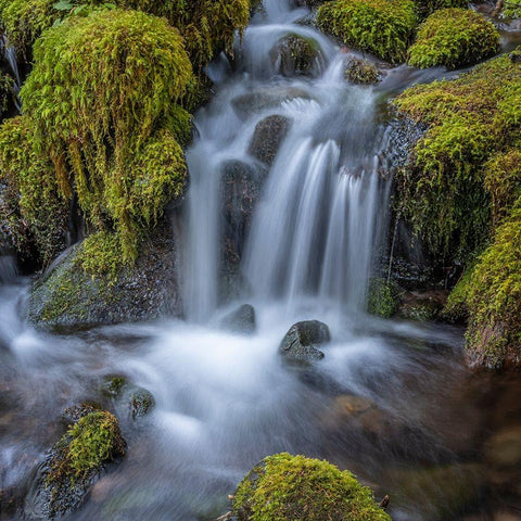 USA-Washington State-Olympic National Park Cedar Creek cascades through moss- covered boulders Black Modern Wood Framed Art Print by Jaynes Gallery