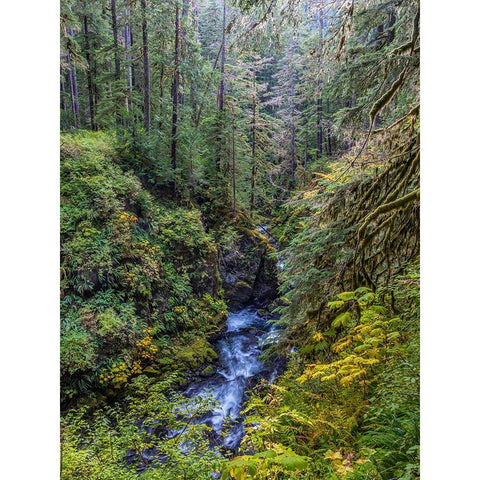 USA-Washington State-Olympic National Park The Sol Duc River runs through forest Gold Ornate Wood Framed Art Print with Double Matting by Jaynes Gallery