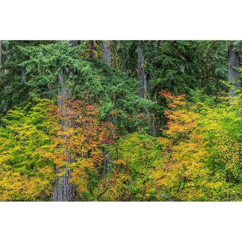 USA-Washington State-Olympic National Park Vine maple trees in old growth forest in autumn Black Modern Wood Framed Art Print by Jaynes Gallery
