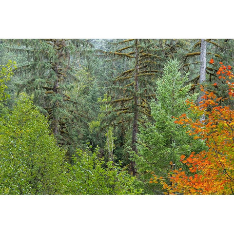 USA-Washington State-Olympic National Park Vine maple trees in old growth forest in autumn White Modern Wood Framed Art Print by Jaynes Gallery
