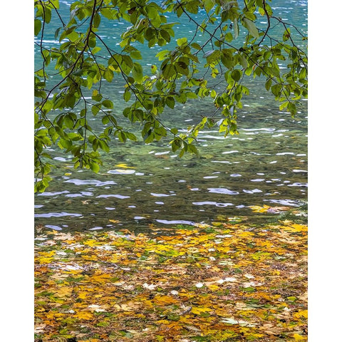 USA-Washington State-Olympic National Park Alder tree branches Black Modern Wood Framed Art Print by Jaynes Gallery